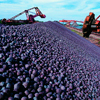 Mineração